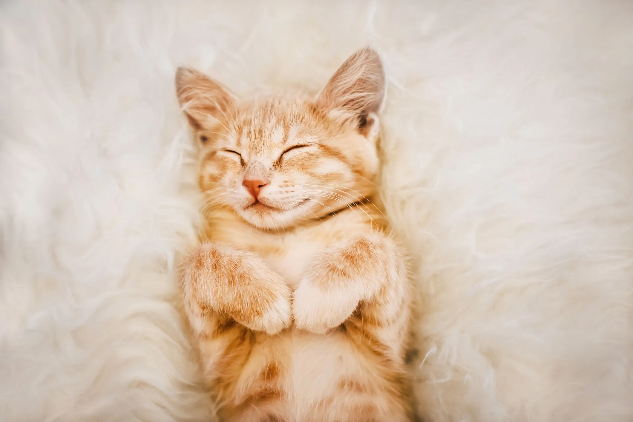 test webp1